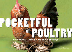 Pocketful of Poultry